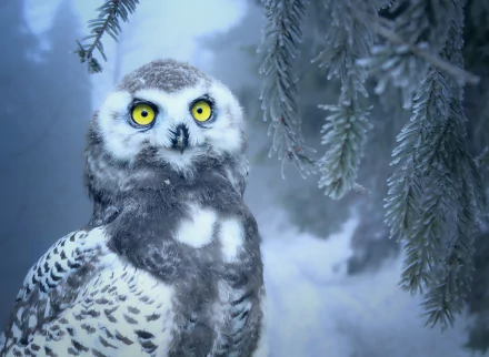 Close-up of a snowy owl chick with striking yellow eyes perched near frosted pine branches, captured in HD as a detailed PC desktop wallpaper background.
