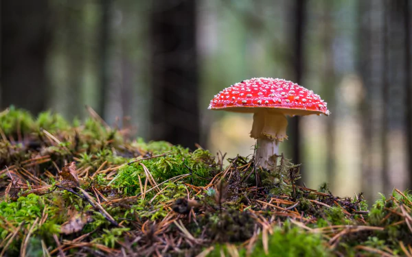 Macro of a red-and-white fly agaric mushroom on a mossy forest floor in fall, rendered as a crisp 4K Ultra HD nature desktop wallpaper background.