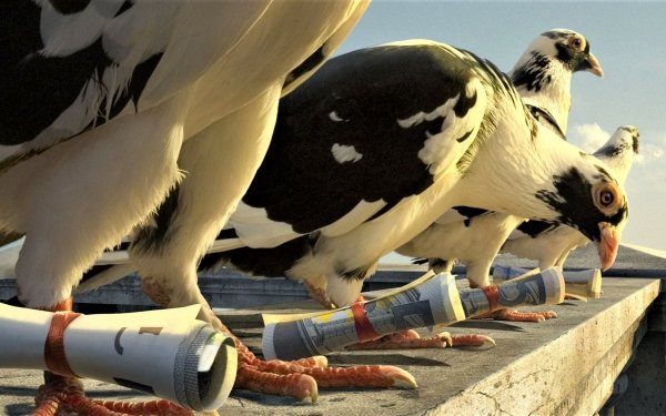 Photography Manipulation Pigeon Homing Pigeon Bird HD Wallpaper | Background Image