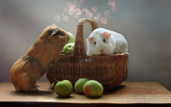 Two guinea pigs, one inside and one beside a woven basket with green fruit, captured in a soft-focus HD desktop wallpaper featuring rodents and natural elements.