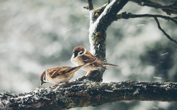 Animal Sparrow Birds Passerines Bird Wind HD Wallpaper | Background Image