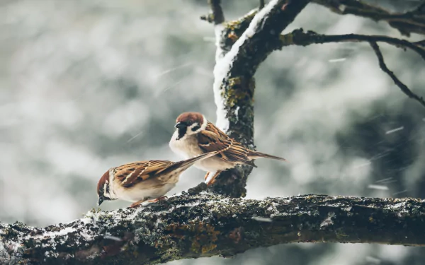 wind bird Animal sparrow HD Desktop Wallpaper | Background Image