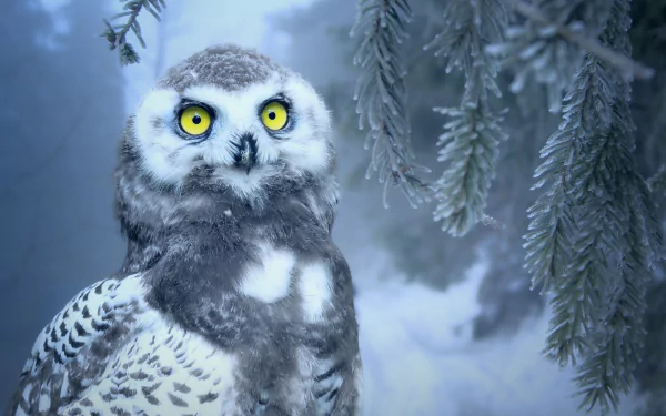 Close-up of a snowy owl chick with striking yellow eyes perched near frosted pine branches, captured in HD as a detailed PC desktop wallpaper background.