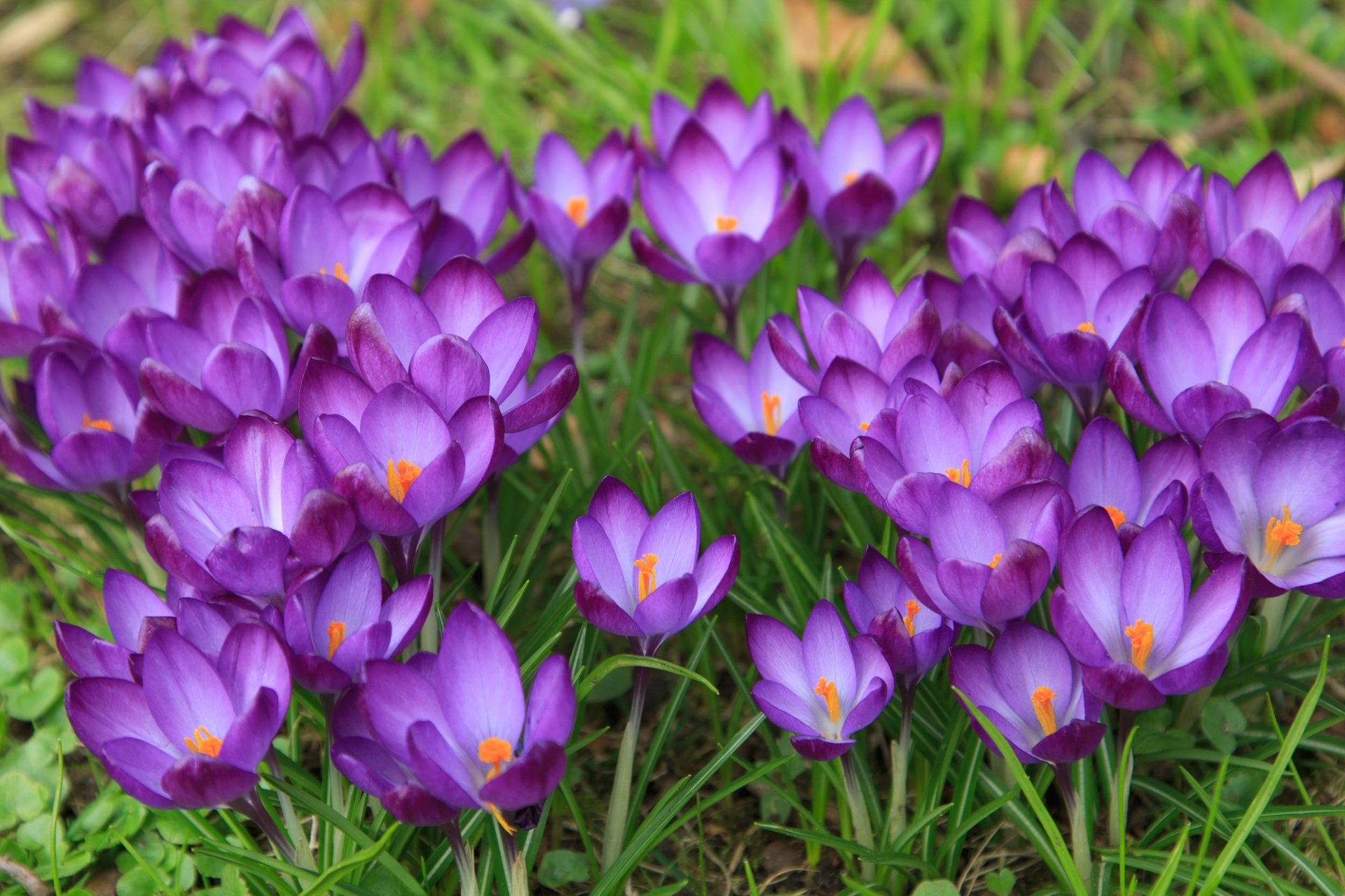 Nature Crocus 4k Ultra HD Wallpaper