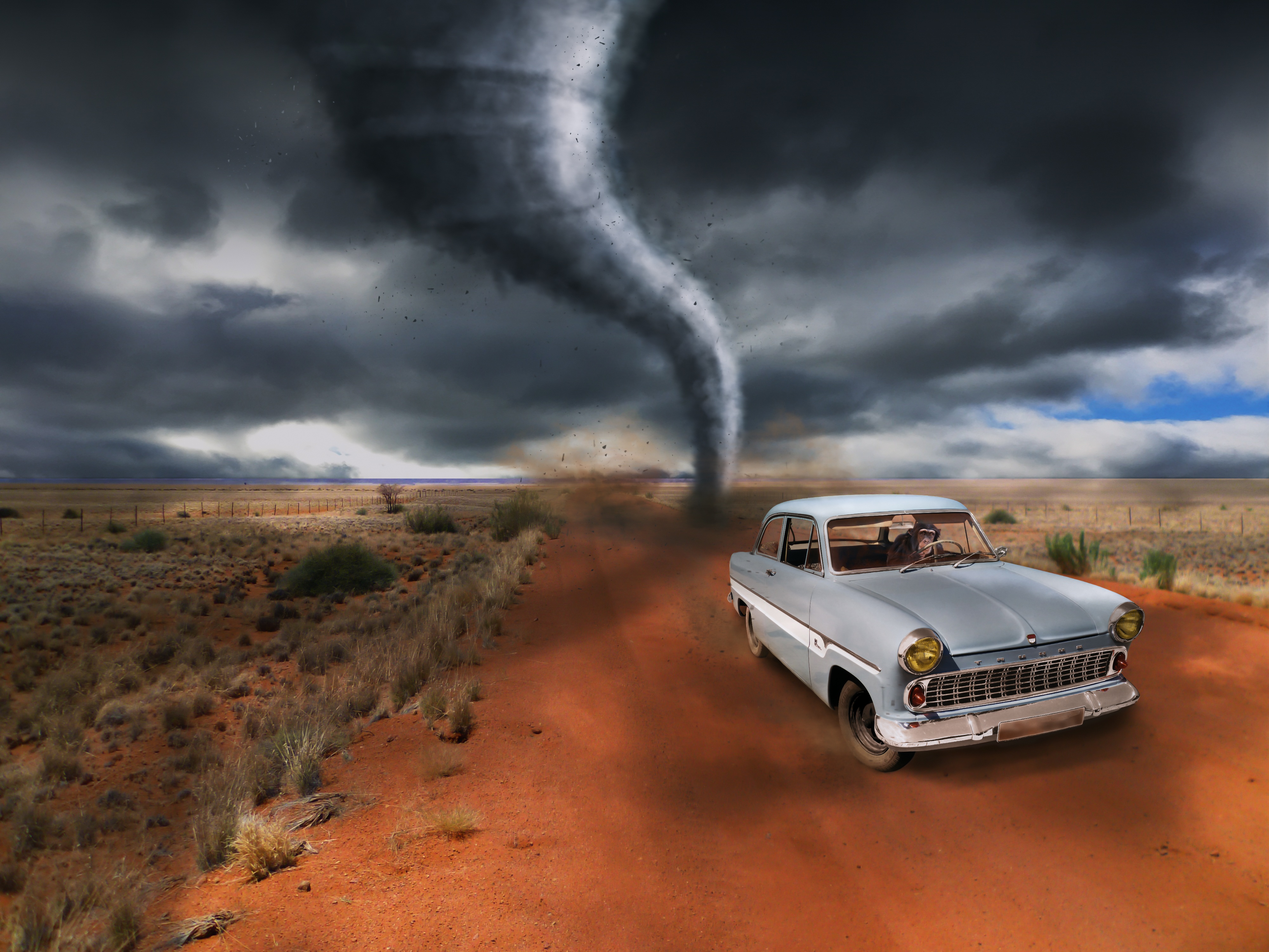chimpanzee Driving in a Storm by Peter Fischer