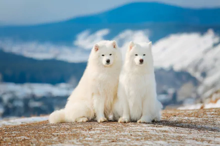Two fluffy Samoyed dogs sit side by side outdoors with a snowy landscape and mountains blurred in the background, captured in sharp HD with a shallow depth of field.