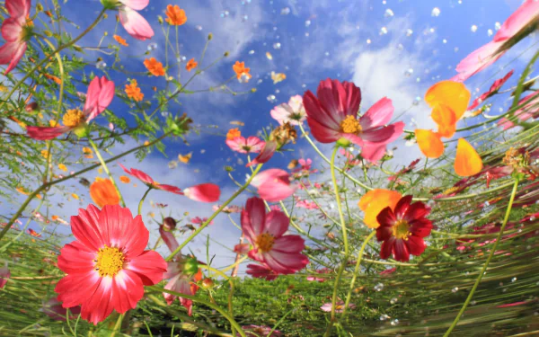 pink flower flower nature Cosmos (Plant) HD Desktop Wallpaper | Background Image