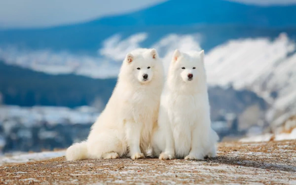 Two fluffy Samoyed dogs sit side by side outdoors with a snowy landscape and mountains blurred in the background, captured in sharp HD with a shallow depth of field.