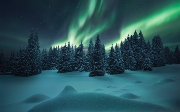 Earth Aurora Borealis Nature Night Snow Winter Sky Tree HD Wallpaper | Background Image