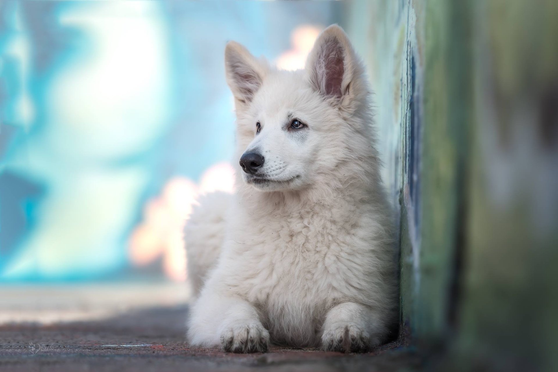 White Shepherd dog, animal with fluffy white fur, rests by a wall in crisp focus against a blurred colorful background — HD desktop wallpaper with shallow depth of field.