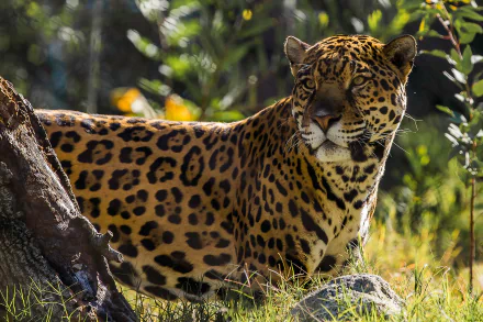 Animal jaguar HD Desktop Wallpaper | Background Image