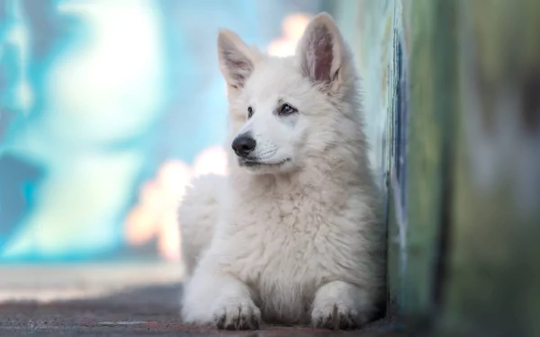 White Shepherd dog, animal with fluffy white fur, rests by a wall in crisp focus against a blurred colorful background — HD desktop wallpaper with shallow depth of field.