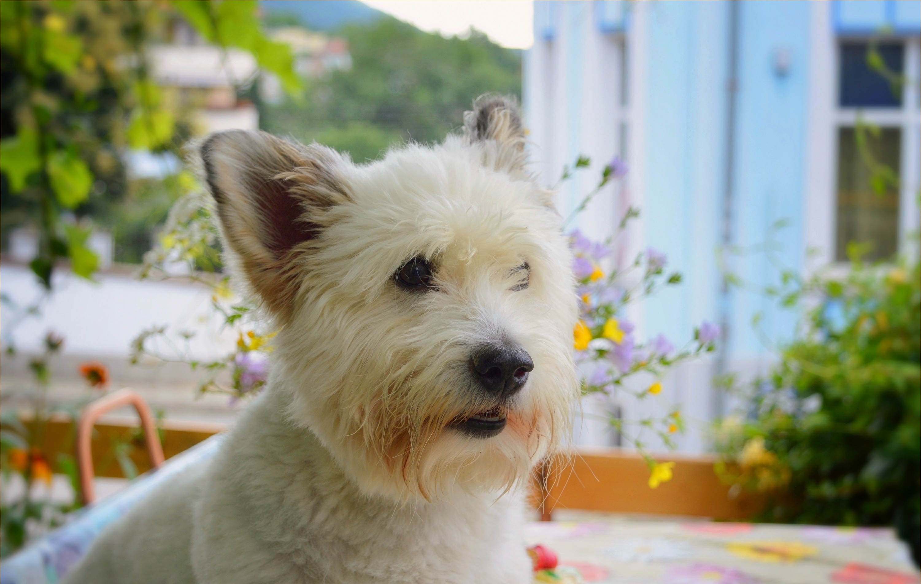 Animal West Highland White Terrier HD Wallpaper