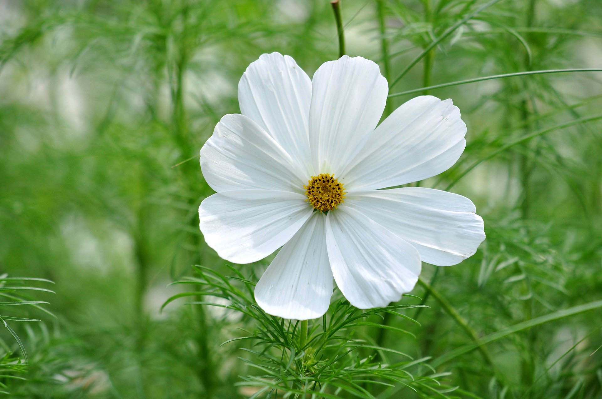 White Cosmos