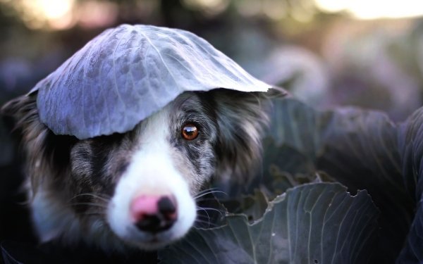 Animal Border Collie Dogs Dog Muzzle Depth Of Field HD Wallpaper | Background Image