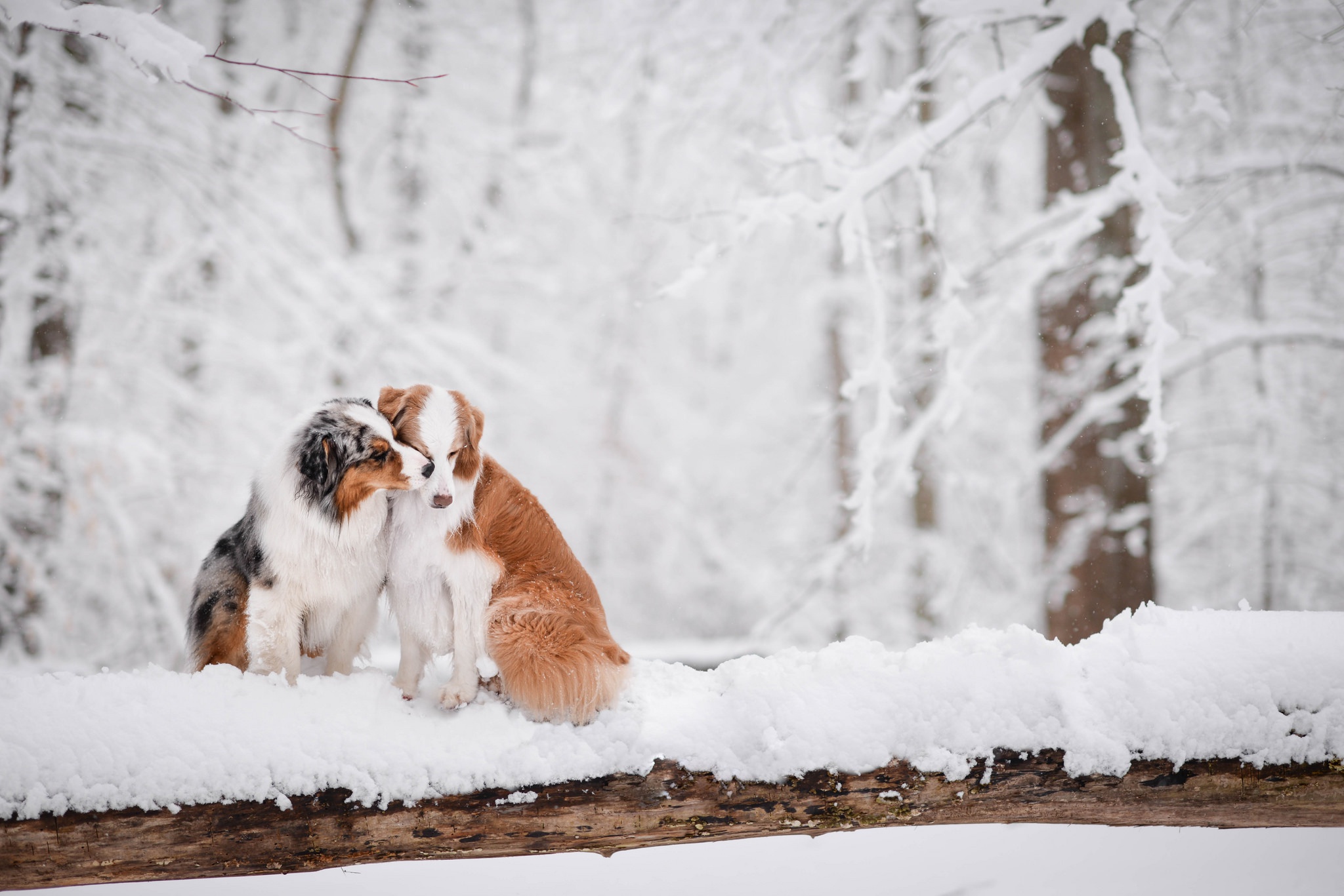 animal-australian-shepherd-hd-wallpaper