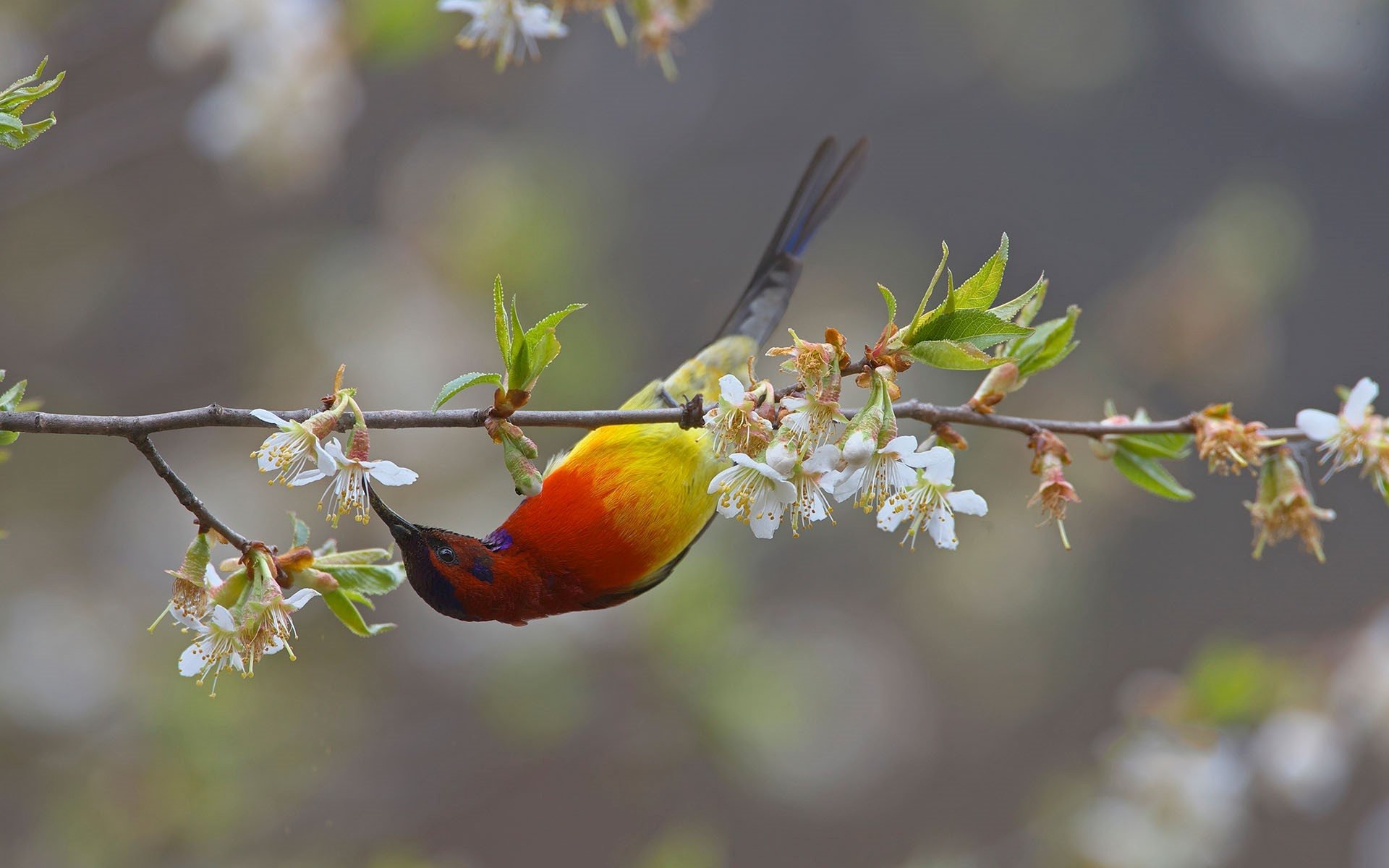 A vibrant sunbird with bright red and yellow feathers perched on a blossoming branch of white flowers, captured in a stunning HD PC desktop wallpaper.