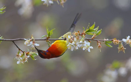 A vibrant sunbird with bright red and yellow feathers perched on a blossoming branch of white flowers, captured in a stunning HD PC desktop wallpaper.