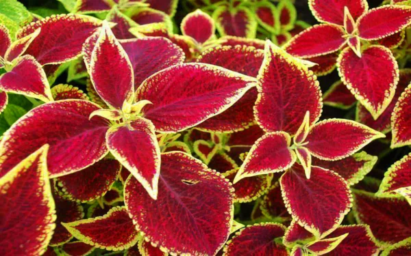  Scarlet Coleus