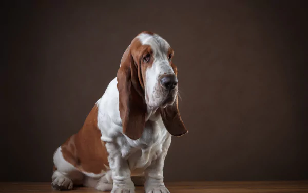 dog Animal basset hound HD Desktop Wallpaper | Background Image