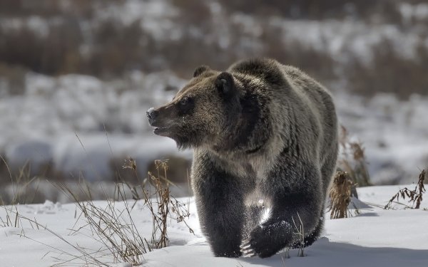 Animal Bear Bears Winter Snow HD Wallpaper | Background Image
