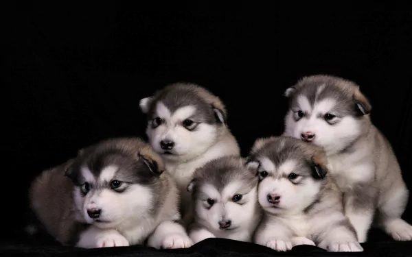 A group of five adorable Alaskan Malamute puppies with soft fur pose against a black background in a 4K Ultra HD image, showcasing their cute and playful nature.