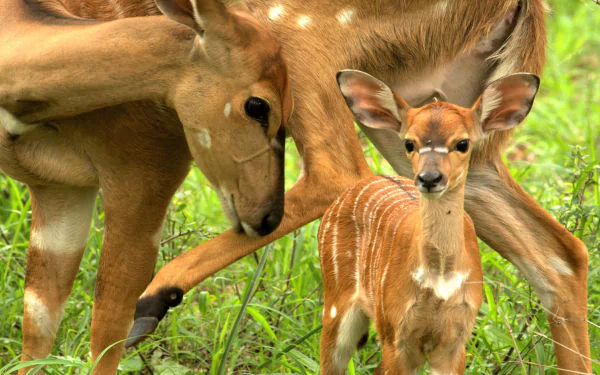 A cute baby fawn standing in green grass next to its mother, captured in stunning 4K Ultra HD as a PC desktop wallpaper and background.