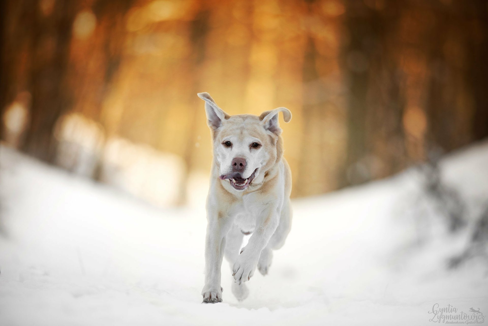 Labrador Retriever Running in the Snow Papel de Parede HD | Plano de