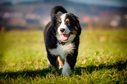 HD desktop wallpaper of a happy Bernese Mountain Dog puppy running on green grass in a natural outdoor setting.