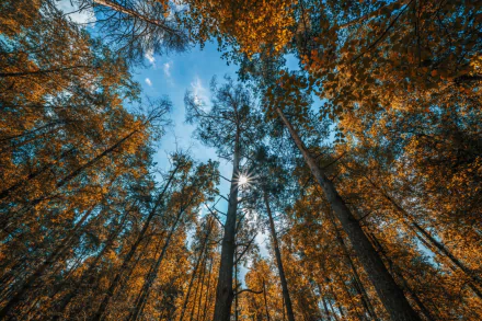 HD PC desktop wallpaper/background: upward view of forest treetops in fall, tall trees with golden leaves framing a blue sky and sunbeams — a serene nature forest scene.