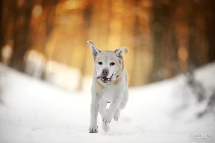  Labrador Retriever Running in the Snow by Cyntia Zygmuntowicz