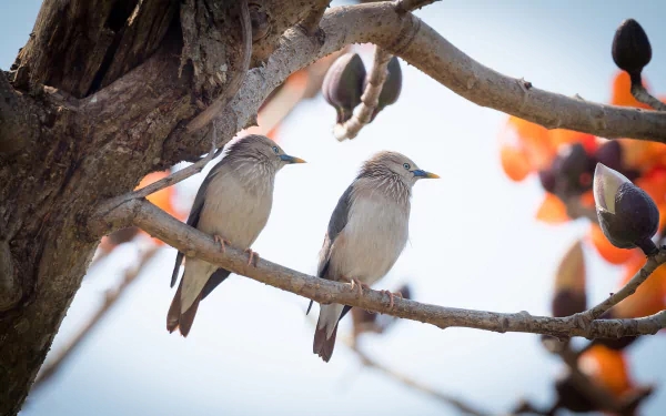 HD PC desktop wallpaper: two Chestnut-tailed Starlings (bird, animal) perched on a flowering tree branch, soft sky background.