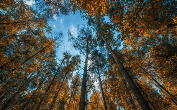 HD PC desktop wallpaper/background: upward view of forest treetops in fall, tall trees with golden leaves framing a blue sky and sunbeams — a serene nature forest scene.