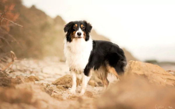 Animal australian shepherd HD Desktop Wallpaper | Background Image
