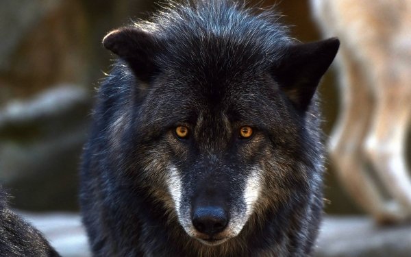 Animal Wolf Wolves Stare HD Wallpaper | Background Image
