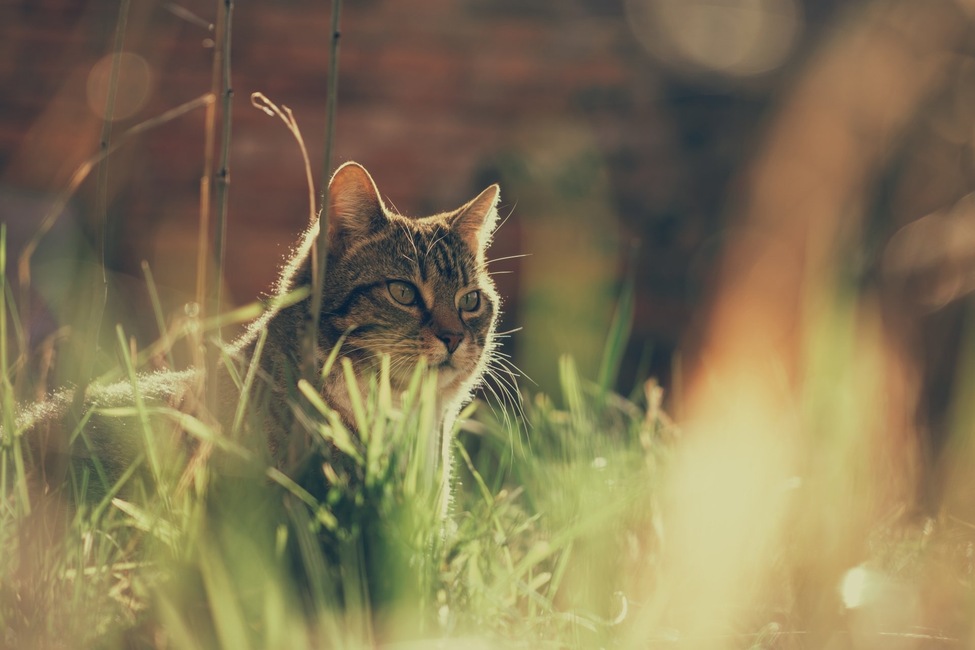 4K Ultra HD desktop wallpaper featuring a cat partially hidden in tall grass with a soft, warm background blur.