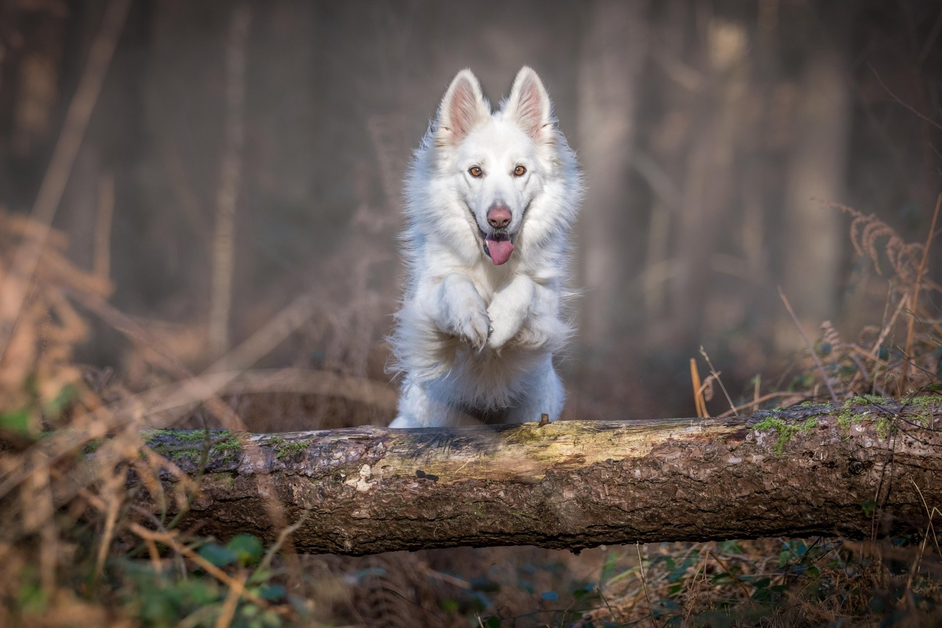 Download Depth Of Field Dog Animal Swiss Shepherd 4k Ultra HD Wallpaper