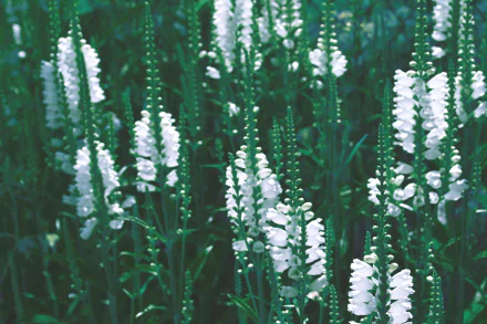 white flower nature flower HD Desktop Wallpaper | Background Image