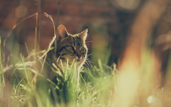 4K Ultra HD desktop wallpaper featuring a cat partially hidden in tall grass with a soft, warm background blur.