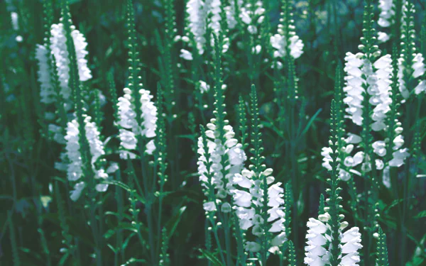 white flower nature flower HD Desktop Wallpaper | Background Image