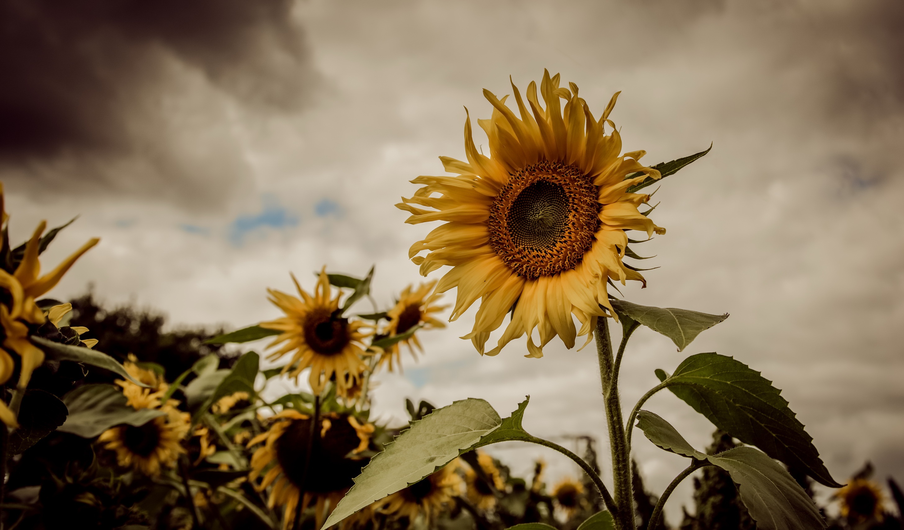 Download Yellow Flower Flower Summer Nature Sunflower Hd Wallpaper