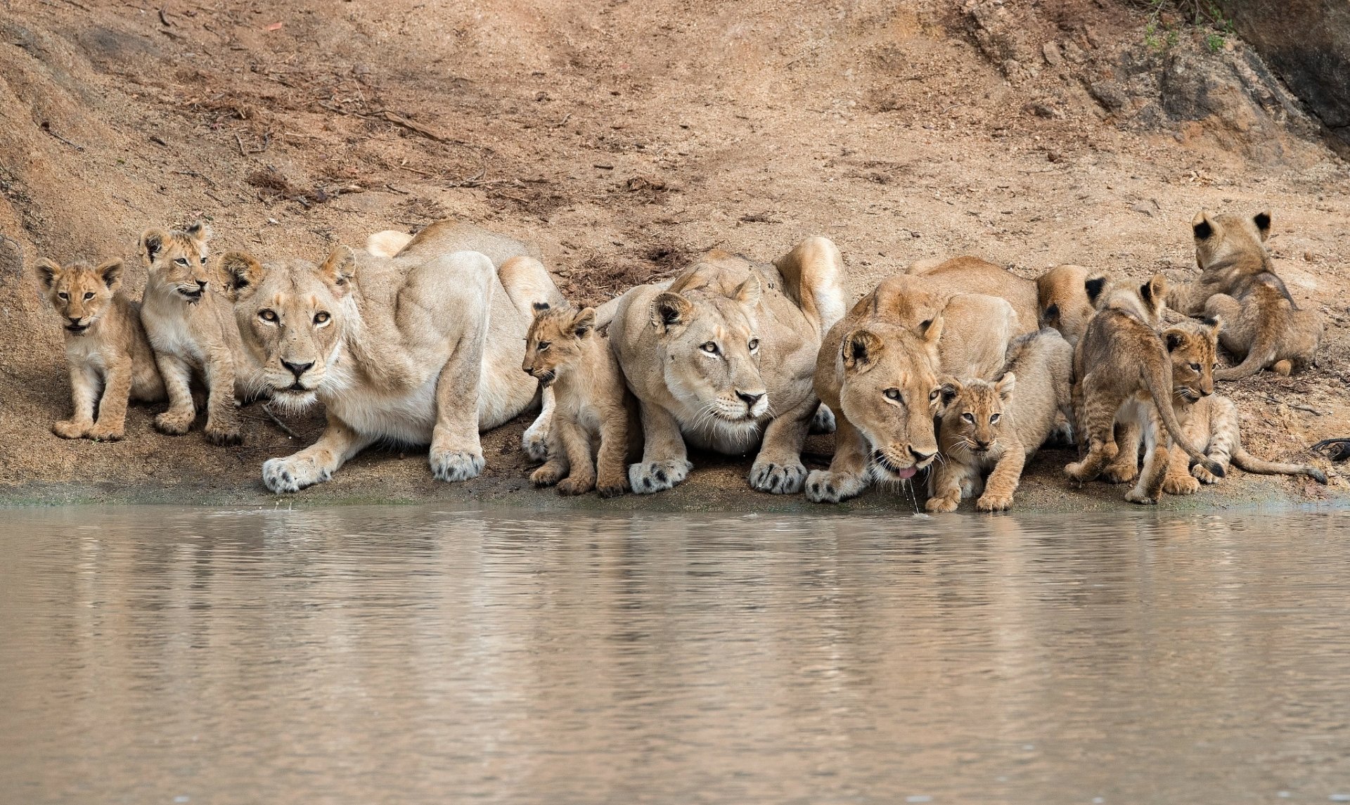 HD desktop wallpaper depicting a lion cub and adult lions drinking water along a riverbank in their natural habitat.