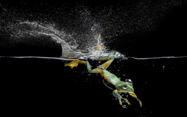 Animal Frog Frogs Amphibian Water Splash HD Wallpaper | Background Image