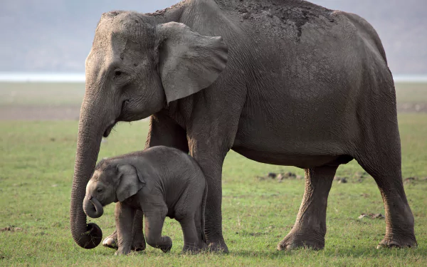4K Ultra HD PC desktop wallpaper of a baby Asian elephant (animal) walking beside its mother on a grassy plain.