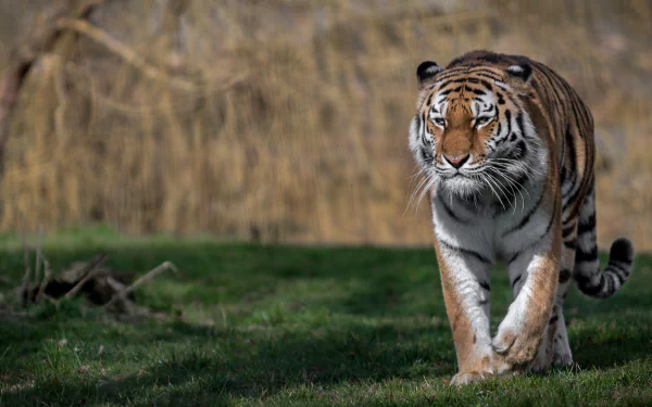 depth of field Animal tiger HD Desktop Wallpaper | Background Image