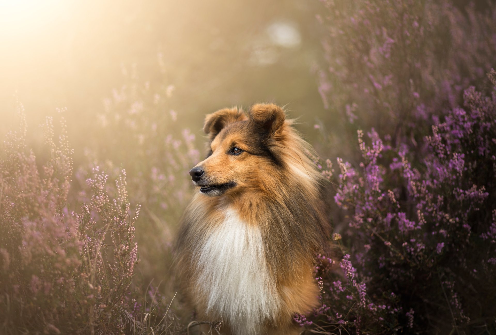 5K Ultra HD desktop wallpaper: a Shetland sheepdog (dog, animal) sitting amid purple flowers in warm golden light.