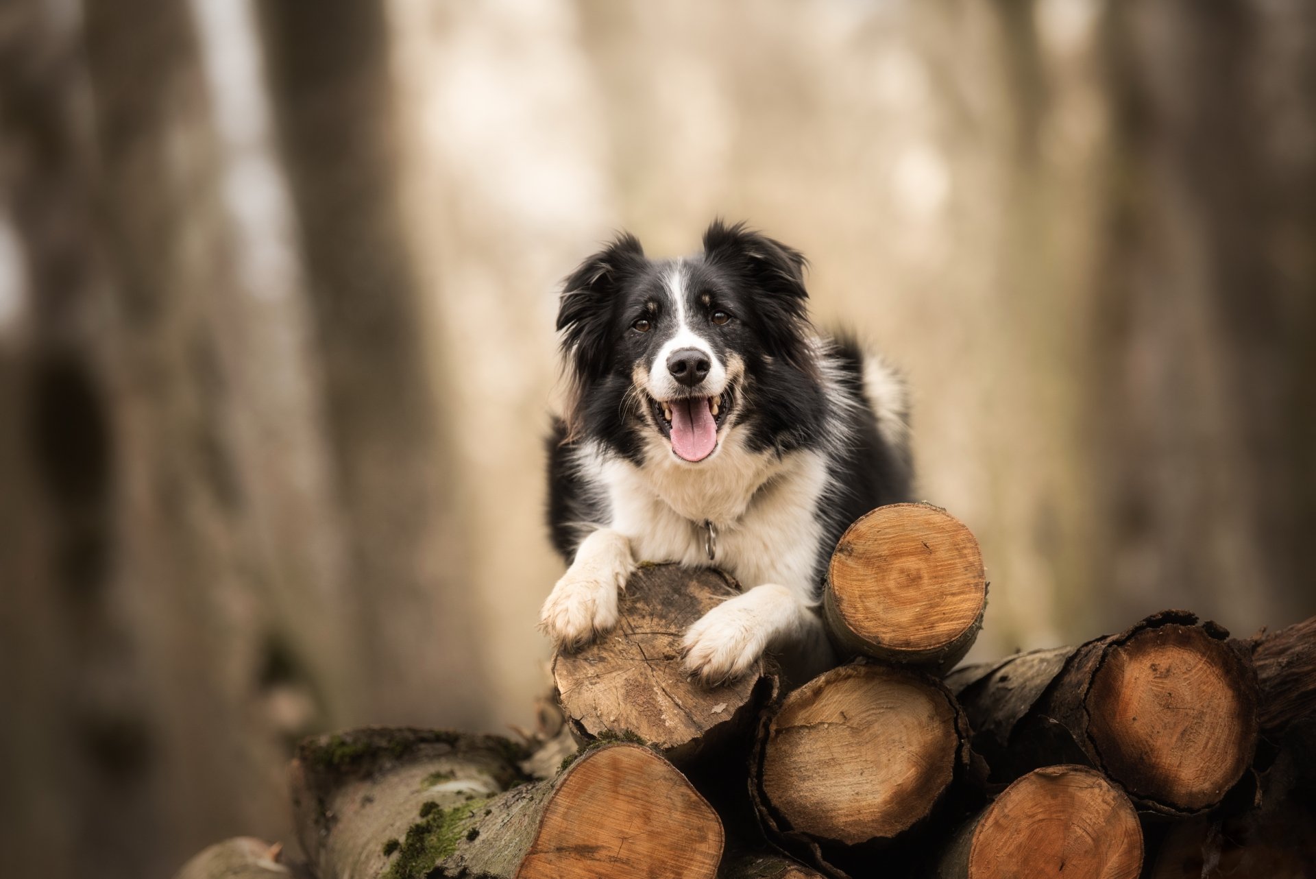Download Depth Of Field Dog Animal Border Collie 4k Ultra HD Wallpaper by Aline Caid Wachtel