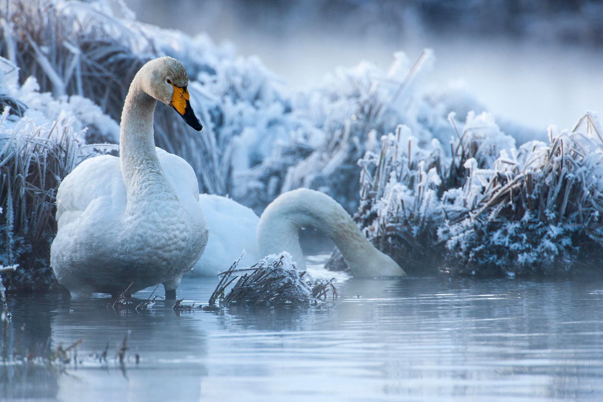 Animal Whooper swan HD Wallpaper | Background Image
