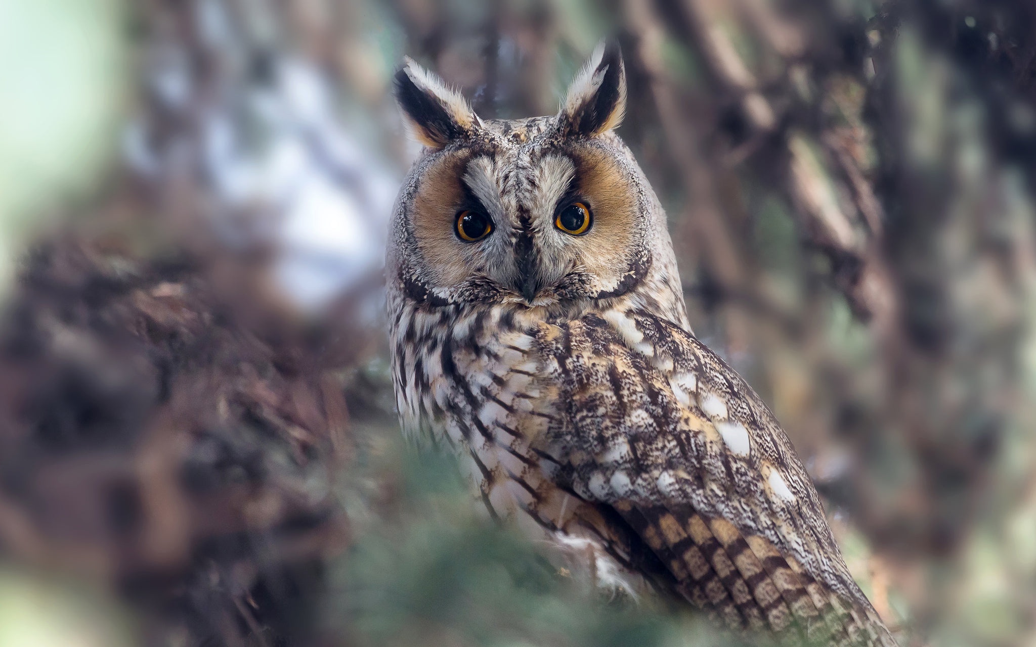 Animal Owl HD Wallpaper