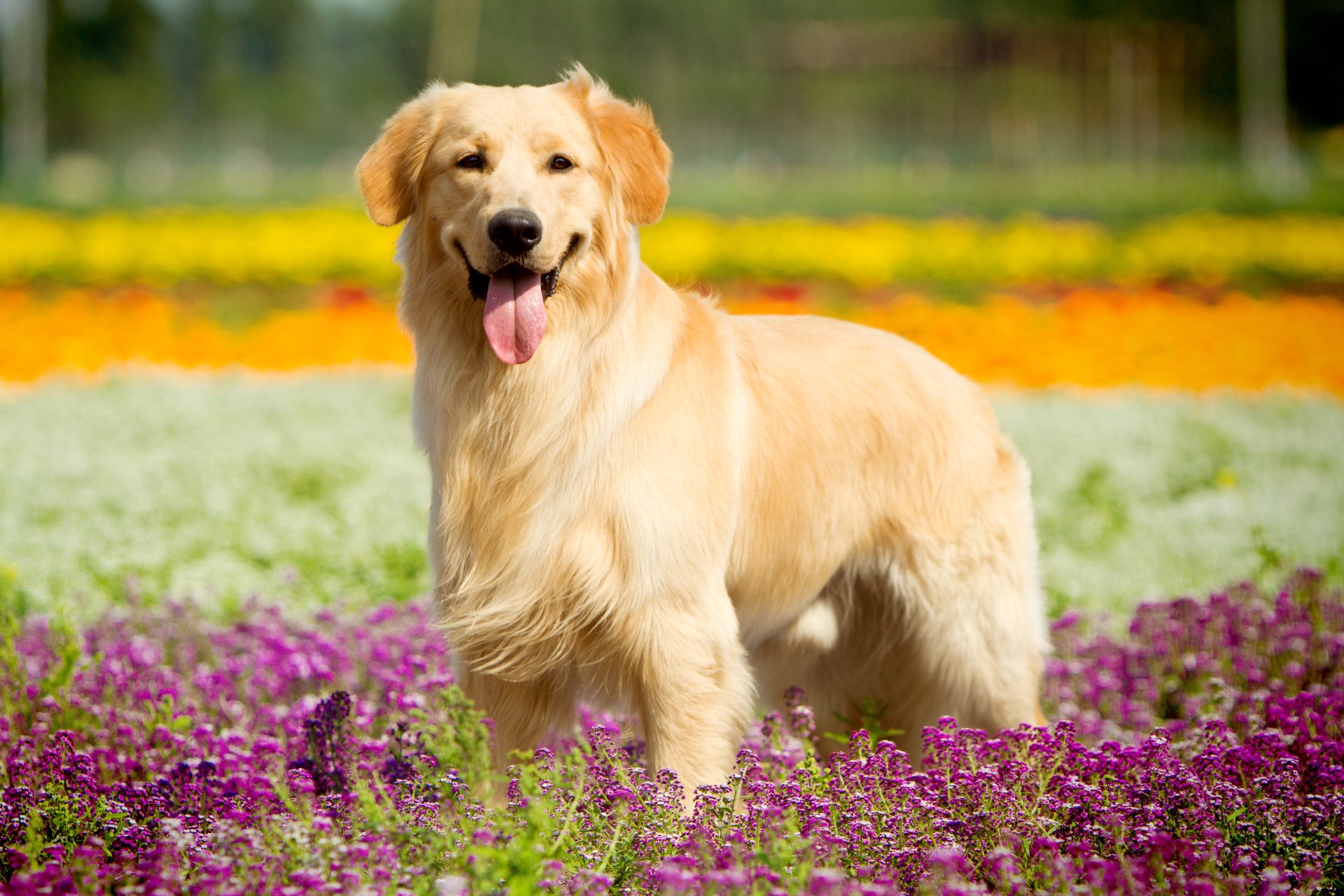 Download Depth Of Field Dog Animal Golden Retriever 4k Ultra HD Wallpaper